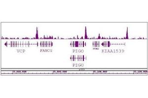 BRD8 / SMAP2 antibody (pAb) tested by ChIP-Seq. (BRD8 anticorps  (N-Term))