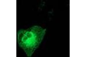 Anti-MAPK7 mouse monoclonal antibody (ABIN2454065) immunofluorescent staining of COS7 cells transiently transfected by pCMV6-ENTRY MAPK7 (RC203506). (MAPK7 anticorps)