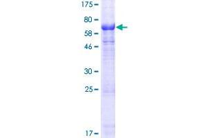 Image no. 1 for Popeye Domain Containing 2 (POPDC2) (AA 1-364) protein (GST tag) (ABIN1315758)