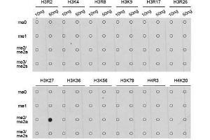 Dot-blot analysis of all sorts of methylation peptides using DiMethyl-Histone H3-K27 antibody.