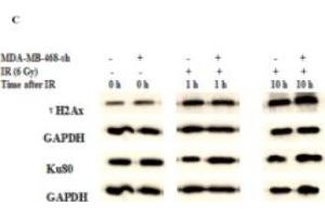 TMPRSS4 Silencing Improved the DNA Damage Induced by IR, Delays DNA Damage Repair. (XRCC5 anticorps  (AA 543-732))