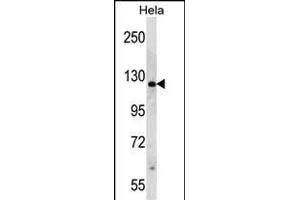 RP1 Antibody (N-term) (ABIN390353 and ABIN2840765) western blot analysis in Hela cell line lysates (35 μg/lane). (PARP1 anticorps  (N-Term))