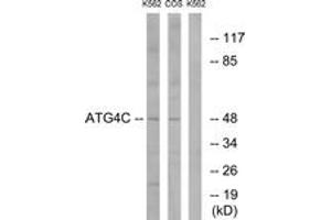 Western blot analysis of extracts from K562/COS7 cells, using ATG4C Antibody. (ATG4C anticorps  (AA 21-70))