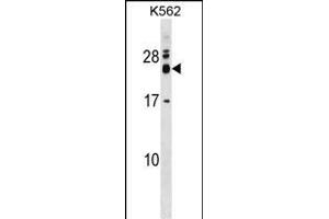 REXO2 Antibody (Center) (ABIN1537817 and ABIN2848891) western blot analysis in K562 cell line lysates (35 μg/lane). (REXO2 anticorps  (AA 129-157))