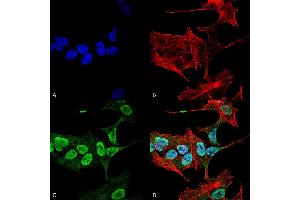 Immunocytochemistry/Immunofluorescence analysis using Mouse Anti-Alpha Synuclein Monoclonal Antibody, Clone 3C11 (ABIN5564057). (SNCA anticorps  (Atto 594))