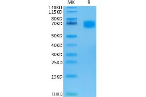 Biotinylated Human LILRA6/CD85b/ILT8 on Tris-Bis PAGE under reduced condition.