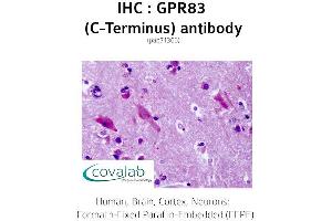 Image no. 1 for anti-G Protein-Coupled Receptor 83 (GPR83) (C-Term) antibody (ABIN1735178) (GPR83 anticorps  (C-Term))