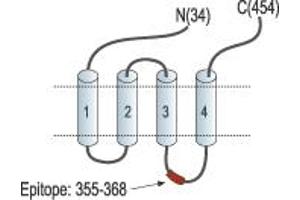 anti-Glycine Receptor, alpha 3 (GLRa3) (2nd Cytoplasmic Loop), (AA 355-368) antibody