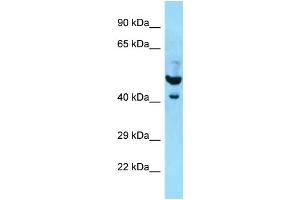 WB Suggested Anti-PLAUR Antibody Titration: 1. (PLAUR anticorps  (N-Term))