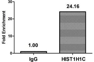 Chromatin Immunoprecipitation Hela (4*10 6 ) were treated with Micrococcal Nuclease, sonicated, and immunoprecipitated with 5 μg anti-HIST1H1C (ABIN7139612) or a control normal rabbit IgG. (HIST1H1C anticorps  (meLys96))