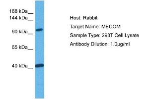 Host: Rabbit Target Name: MECOM Sample Tissue: Human 293T Whole Cell Antibody Dilution: 1ug/ml (MECOM anticorps  (C-Term))
