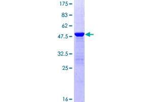 Image no. 1 for Protein tyrosine Phosphatase Type IVA, Member 2 (PTP4A2) (AA 1-167) protein (GST tag) (ABIN1316801)
