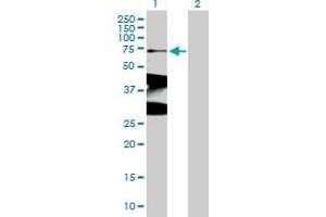 Western Blot analysis of XRCC1 expression in transfected 293T cell line by XRCC1 MaxPab polyclonal antibody.