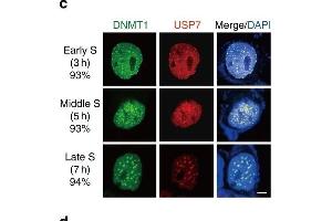 Critical residues for the interaction between DNMT1 and USP7.