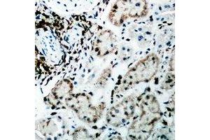 Immunohistochemical analysis of Fumarylacetoacetase staining in rat kidney formalin fixed paraffin embedded tissue section. (FAH anticorps)