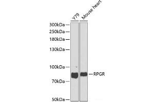 Western blot analysis of extracts of various cell lines using RPGR Polyclonal Antibody at dilution of 1:1000.