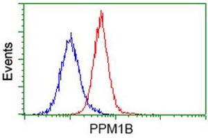 Image no. 1 for anti-Protein Phosphatase, Mg2+/Mn2+ Dependent, 1B (PPM1B) antibody (ABIN1500371) (PPM1B anticorps)