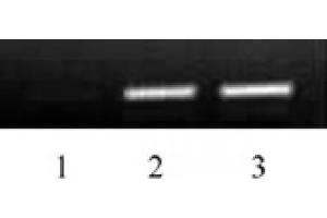 Histone H3 acetyl Lys79 pAb tested by ChIP. (Histone 3 anticorps  (acLys79))