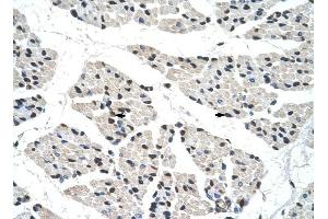 RALY antibody was used for immunohistochemistry at a concentration of 4-8 ug/ml to stain Skeletal muscle cells (arrows) in Human Muscle. (Raly anticorps  (C-Term))