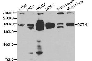 Western blot analysis of extracts of various cell lines, using DCTN1 antibody. (Dynactin 1 anticorps  (AA 945-1139))