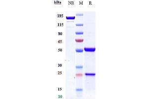 Anti-DLL3 Reference Antibody (rovalpituzumab) on SDS-PAGE under reducing (R) condition. (Recombinant DLL3 (Rovalpituzumab Biosimilar) anticorps)