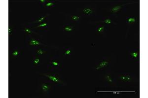 Immunofluorescence of purified MaxPab antibody to C4orf43 on HeLa cell. (C4orf43 anticorps  (AA 1-203))