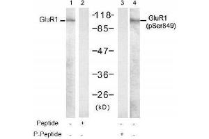 Image no. 1 for anti-Glutamate Receptor 1 (GLUR1) (pSer849) antibody (ABIN197022) (Glutamate Receptor 1 anticorps  (pSer849))