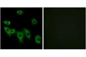 Immunofluorescence analysis of HuvEc cells, using OR8H3 Antibody. (OR8H3 anticorps  (AA 262-311))