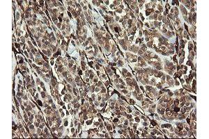 Image no. 2 for anti-Transmembrane Protein 173 (TMEM173) antibody (ABIN1501428)