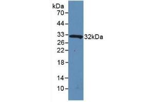 Detection of Recombinant IL4I1, Human using Polyclonal Antibody to Interleukin 4 Induced Protein 1 (IL4I1) (IL4I1 anticorps  (AA 1-245))