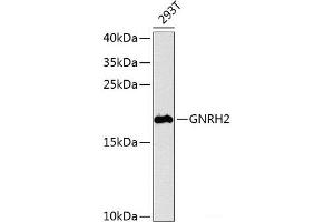 Western blot analysis of extracts of 293T cells using GNRH2 Polyclonal Antibody at dilution of 1:1000. (GnRH2 anticorps)