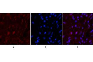 Immunofluorescence analysis of human appendix tissue. (Caspase 9 anticorps)