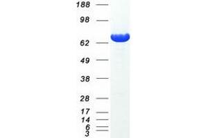 Validation with Western Blot