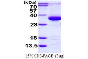 SDS-PAGE (SDS) image for PSME3 (PSME3) (AA 1-254) protein (His tag) (ABIN7279625) (PSME3 Protein (PSME3) (AA 1-254) (His tag))