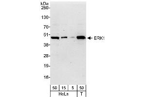 Western Blotting (WB) image for anti-Mitogen-Activated Protein Kinase 3 (MAPK3) (AA 329-379) antibody (ABIN7453702)