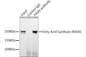 Immunoprecipitation analysis of 300 μg extracts of HeLa cells using 3 μg Fatty Acid Synthase (FASN) antibody .