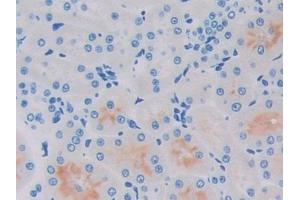 Detection of PIP in Rat Kidney Tissue using Polyclonal Antibody to Prolactin Induced Protein (PIP)