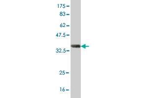 Western Blot detection against Immunogen (36.