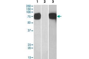HEK293 lysate (10 ug protein in RIPA buffer) overexpressing human GOLM1 with C-terminal MYC tag probed with GOLM1 polyclonal antibody (1 ug/mL) in Lane 1 and probed with anti-MYC Tag (1/1000) in lane 3. (GOLM1 anticorps  (C-Term))