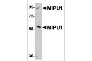 Western blot analysis of MIPU1 in human brain tissue lysate with this product at 1 μg/ml. (ZNF667 anticorps  (N-Term))
