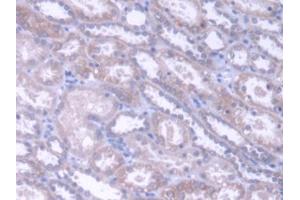 IHC-P analysis of Human Kidney Tissue, with DAB staining. (Acylglycerol Kinase anticorps  (AA 15-300))