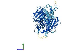 AlphaFold protein structure predicition of Mouse Recombinant Rcbtb1 Protein, UniprotID Q6NXM2