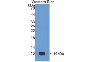 Western Blotting (WB) image for anti-Apelin (APLN) (AA 24-77) antibody (ABIN1175941)