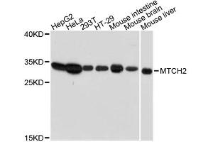 Western blot analysis of extracts of various cell lines, using MTCH2 antibody. (MTCH2 anticorps)