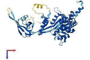RuvB-Like 1 (E. Coli) (RUVBL1) (AA 1-456) protein (His tag)