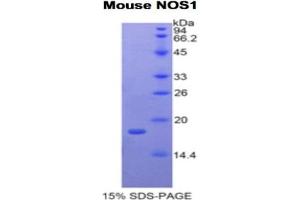 SDS-PAGE analysis of Mouse NOS1 Protein.