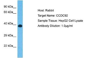 Host: Rabbit Target Name: CCDC92 Sample Type: HepG2 Whole cell lysates Antibody Dilution: 1.