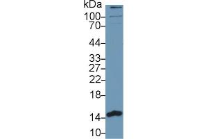 Western Blot; Sample: Human MCF7 cell lysate; Primary Ab: 1µg/ml Rabbit Anti-Human PHPT1 Antibody Second Ab: 0.