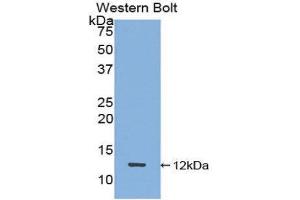 Western Blotting (WB) image for anti-Peptide YY (PYY) (AA 30-98) antibody (ABIN1860389)