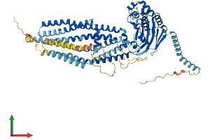 AlphaFold protein structure predicition of Human Recombinant ABCD1 Protein, UniprotID P33897